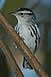 Black & White Warbler 